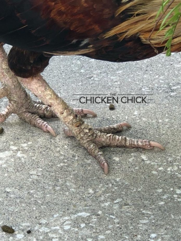 Scaly Leg Mites in Chickens, Identification & Treatment