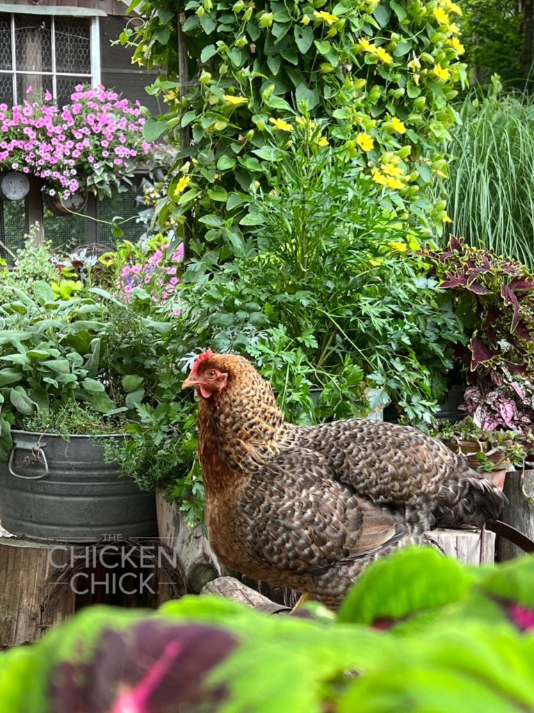 My rooster has a couple tiny purple wing feathers : r/chickens