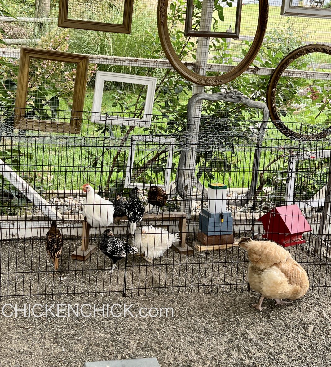 Integrating New Chickens into the Flock "The Playpen Method"