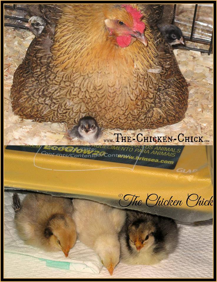 Brinsea EcoGlow the substitute mother hen